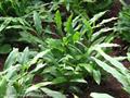 Malabar ، true cardamom